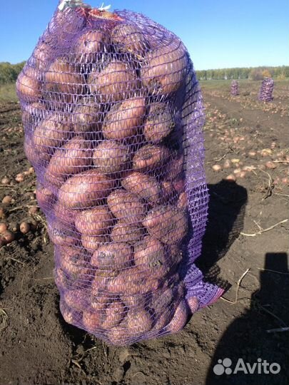 Картофель красный разара опт и розница