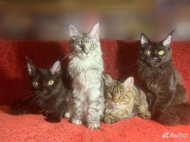 Котята породы Мейн-Кун