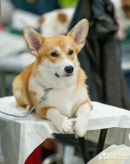 Вельш-корги пемброк вязка