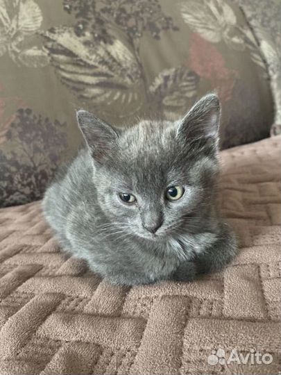 Котенок мальчик серый