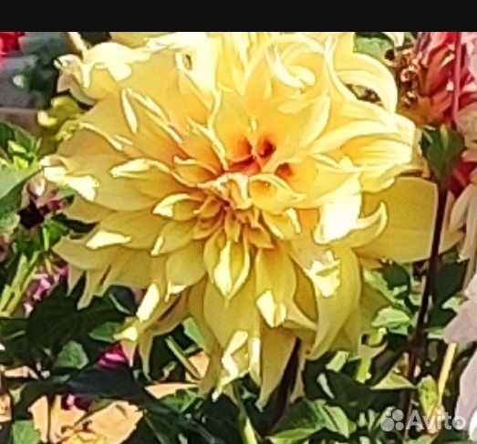 Георгины клубни