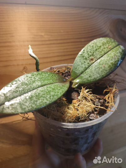 Фаленопсис Парфюмерная фабрика Scention