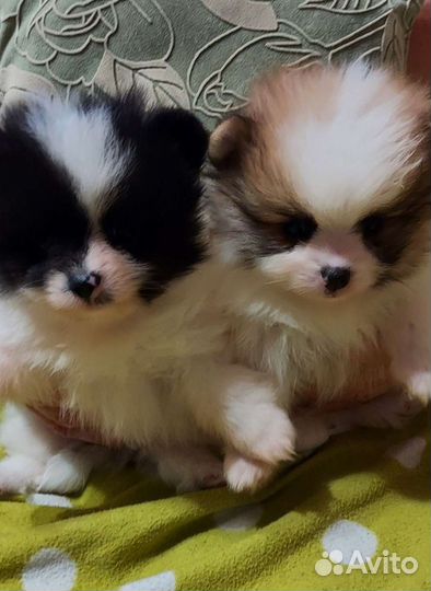 Два мини мальчика в Адлере