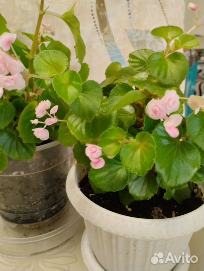 Бегония розовая