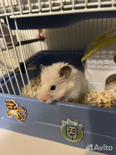 Сирийский хомяки