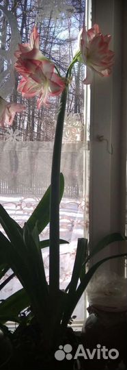 Гиппиаструм