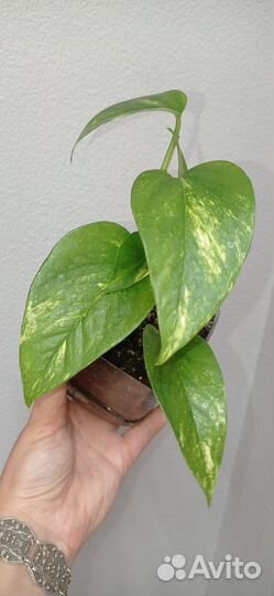 Сциндапсус золотистый в горшке 0.4 л