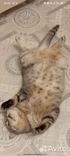 Шотландская вислоухая кошка бесплатно