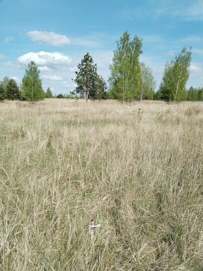 Участок 10 сот. (ИЖС)
