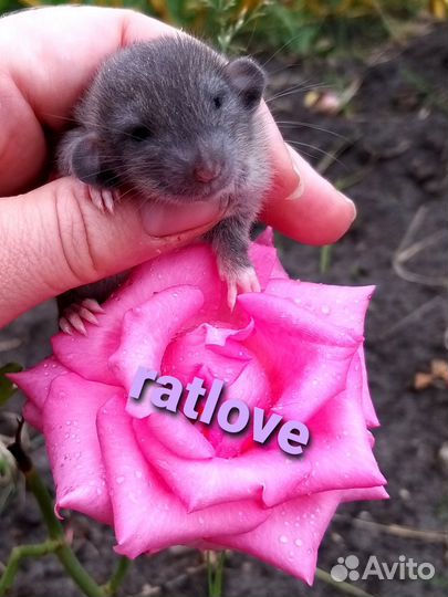 Крысята дамбо агути