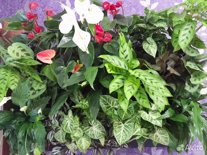 Фитостены из живых растений