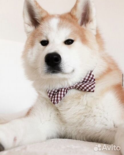 Собака для фотосессии: японская акита (Хатико)