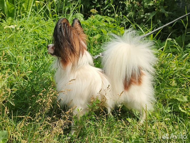 Папильон на вязку