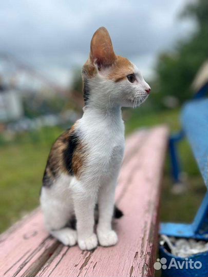 Кошка в дар