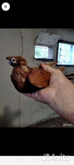 Голуби продажа бойные