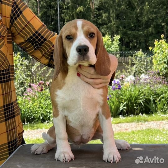 Щенок девочка 5 месяцев (РКФ)