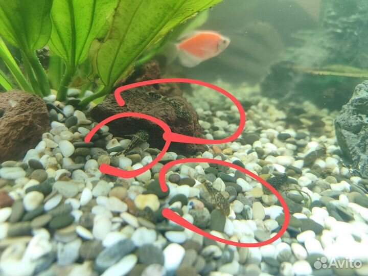 Сомики анциструсы