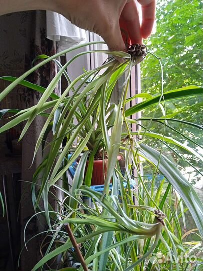 Хлорофитум