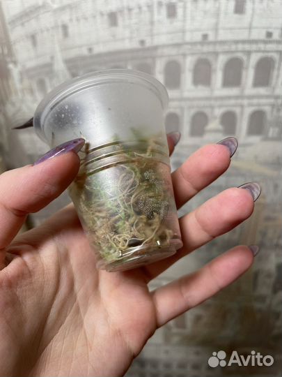 Алказия бамбино