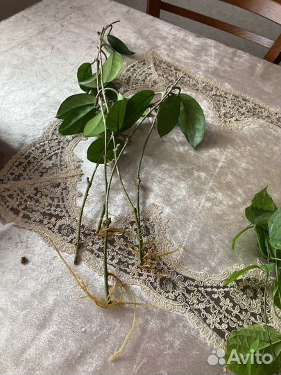 Хойя и клеродендрум томаса