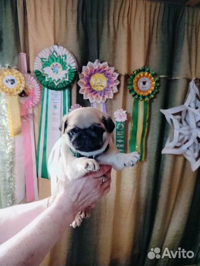 Мопсы щенки мальчики и девочка