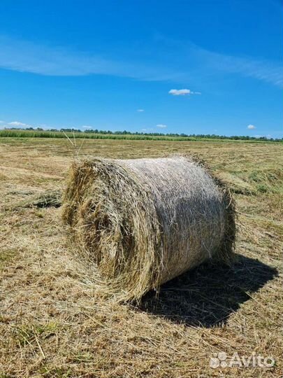 Сено в тюках укос 2023