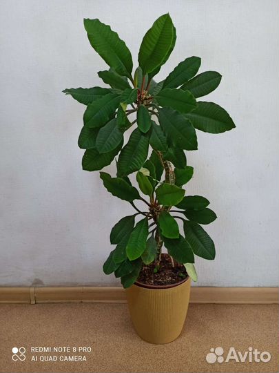 Молочай большой, драцена для дома или офиса