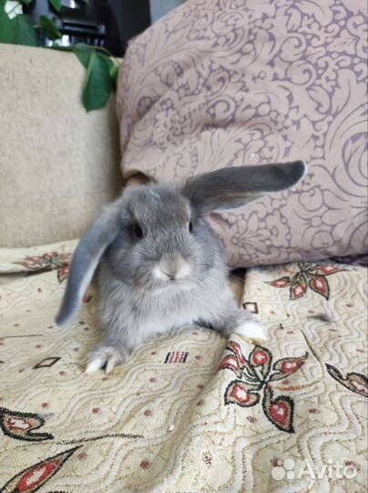 Декоративные кролики вислоухие