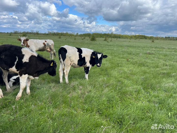Телята бычки с 5 до 7 месяцев