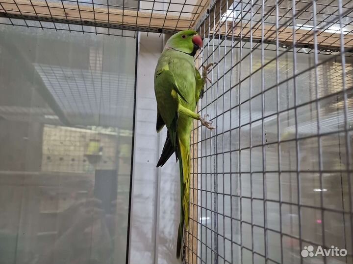 Ожереловый попугай