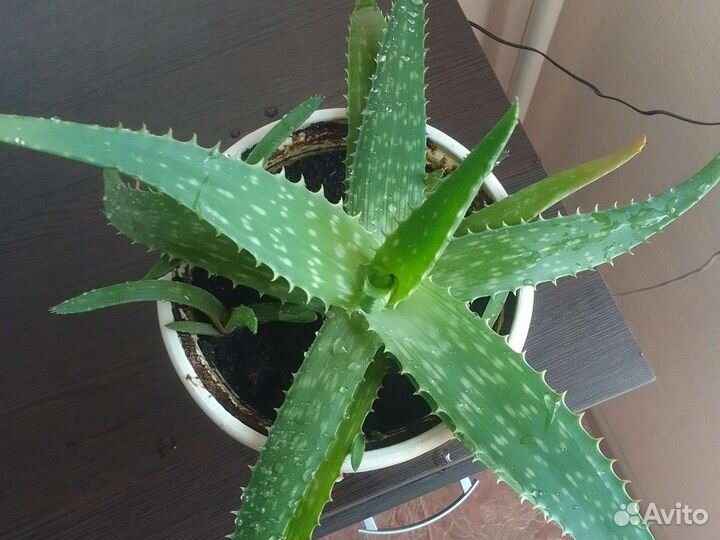 Алоэ 5лет