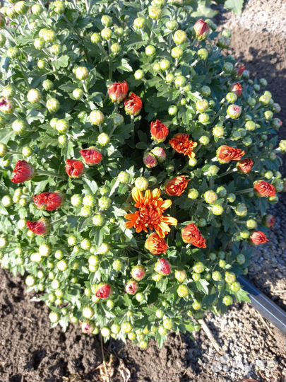 Хризантема мультифлора