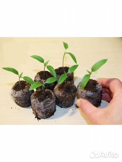 Торфяные таблетки / таблетки для рассады / Jiffy