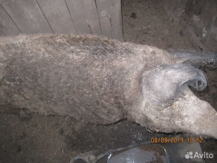 Дикий кабан поросята все породы хряки