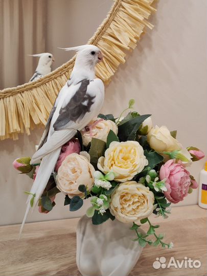 Попугай Корелла