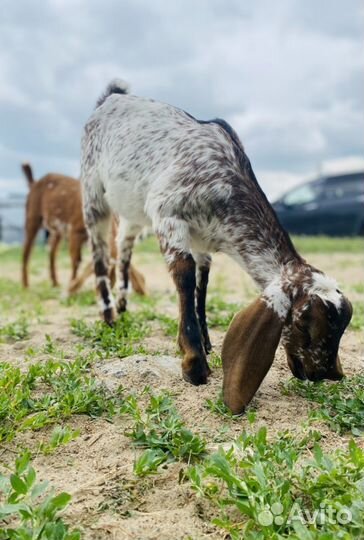 Козье молоко, сыр, мороженое