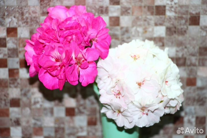 Пеларгонии и др. комнатные и экзотические растения