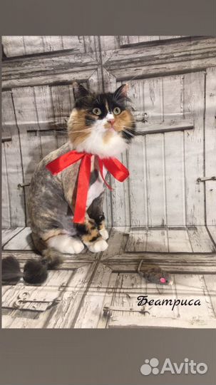 Стрижка животных