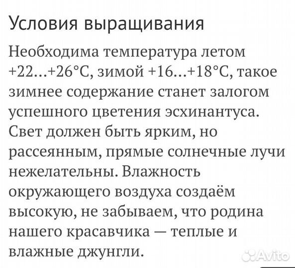 Эсхинантус 