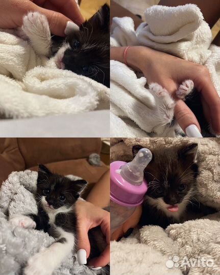 Котенок в добрые руки