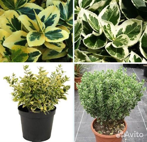 Бересклет пестролистный комнатный