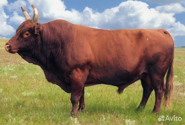 Телятина мраморная