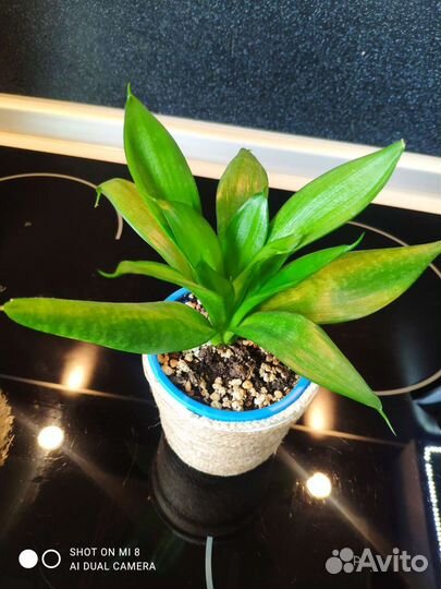 Сансевиерия, крассула хоббит