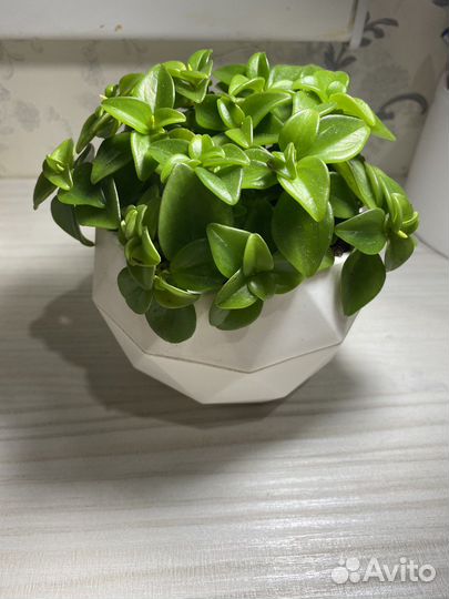 Комнатные растения,пеперомии разные