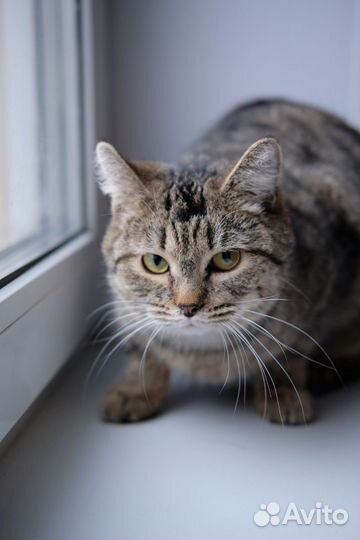 Кот
