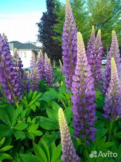 Цветы многлетние