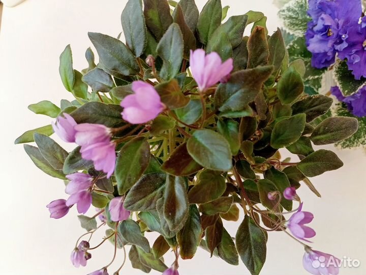 Сортовые фиалки