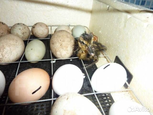 Инкубационное яйцо индоутки, куриное