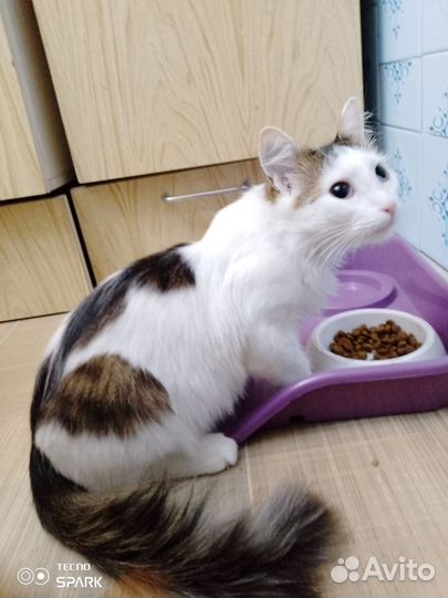 Отдам кота в добрые руки
