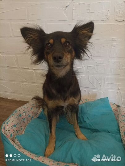 Русский той-терьер в добрые руки